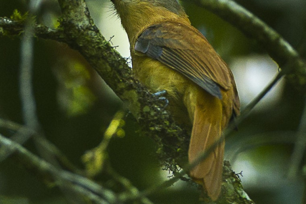 Rufous Flycatcher-Thrush