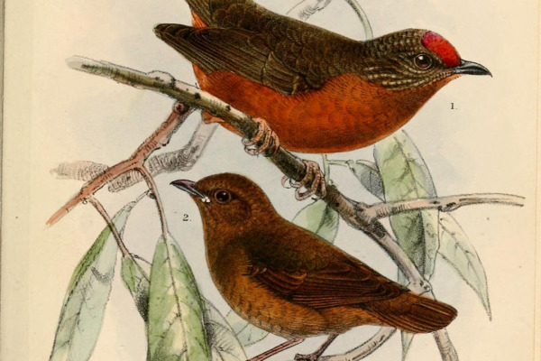 Rufous-fronted Laughingthrush