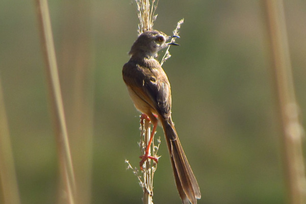 Rufous-fronted Prinia