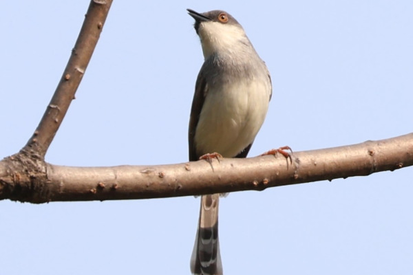Rufous-fronted Prinia