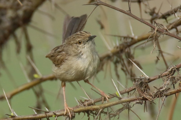 Rufous-fronted Prinia