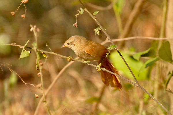 Rufous-fronted Thornbird