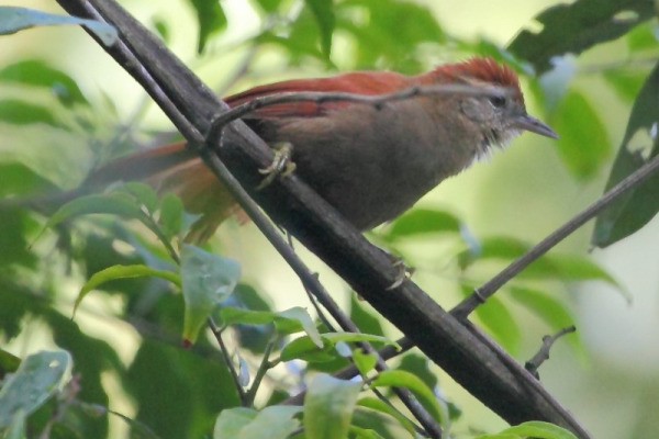 Rufous-fronted Thornbird