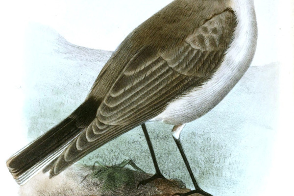 Rufous-fronted Thornbird