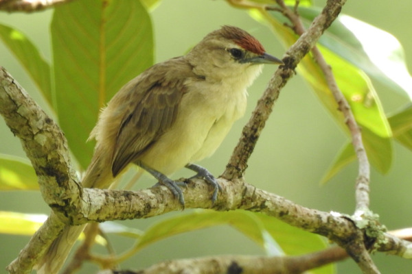 Rufous-fronted Thornbird