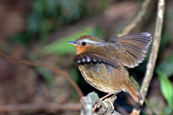 Rufous Gnateater