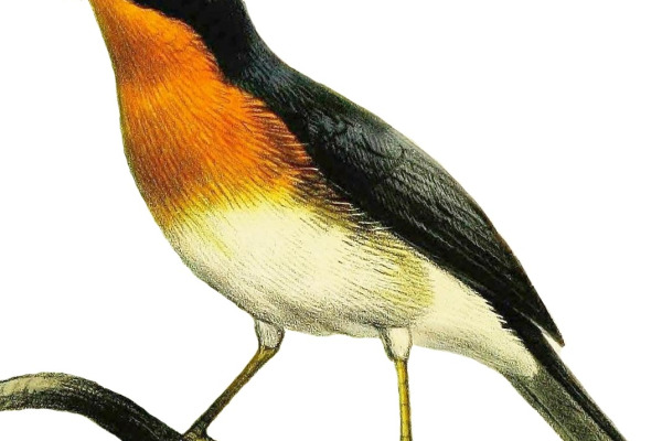 Rufous-gorgeted flycatcher