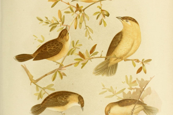 Rufous-headed Cisticola