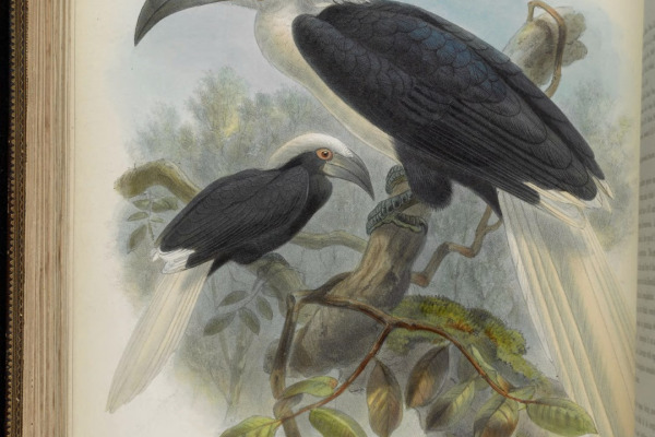 Rufous-headed hornbill
