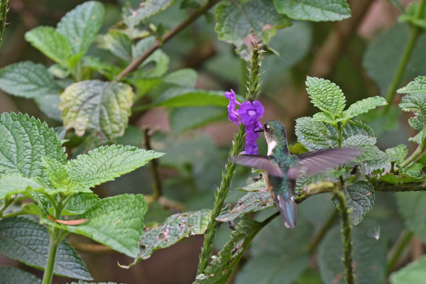 Rufous-headed Pygmy-Tyrant