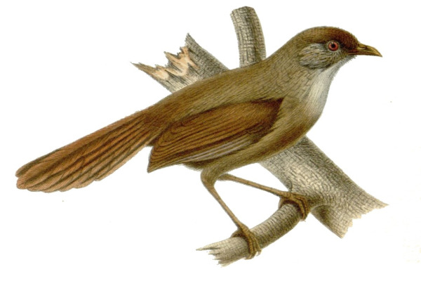 Rufous-headed Robin