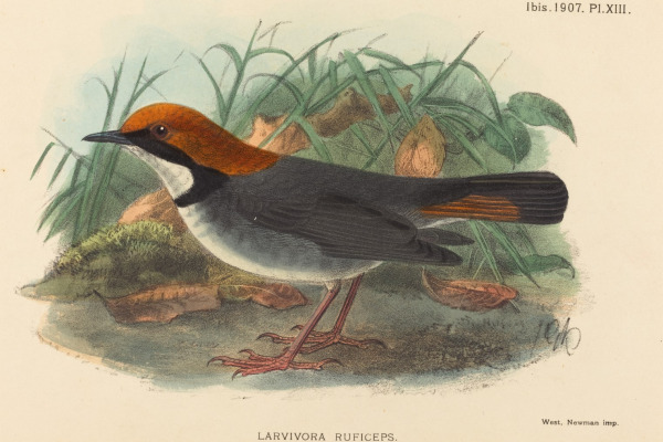 Rufous-headed Robin