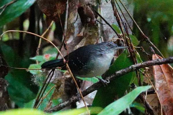 Rufous-headed Robin