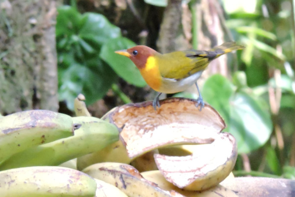 Rufous-headed Tanager