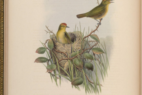 Rufous-headed Tanager