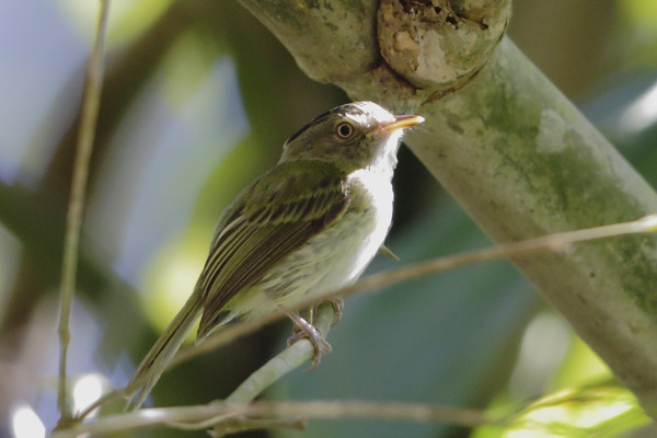 Rufous-headed Tody-Flycatcher