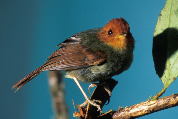 Rufous-headed Tody-Flycatcher