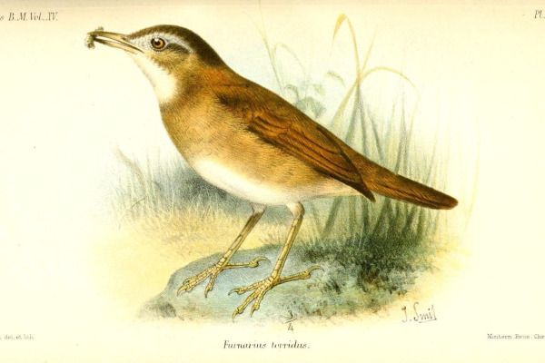 Rufous Hornero
