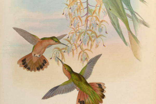 Rufous Hornero