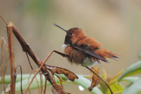 Rufous Hummingbird