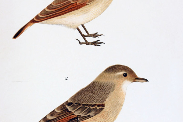 Rufous-legged Miner