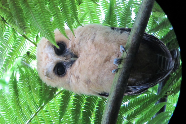 Rufous-legged Owl