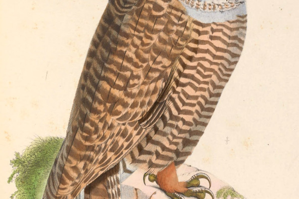 Rufous-legged Owl