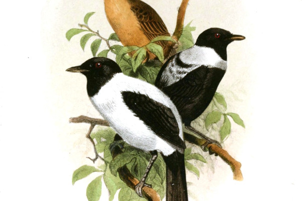 Rufous Monarch