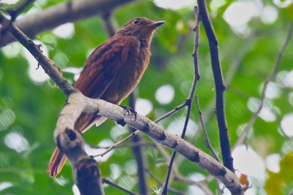 Rufous Mourner