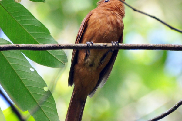 Rufous Mourner