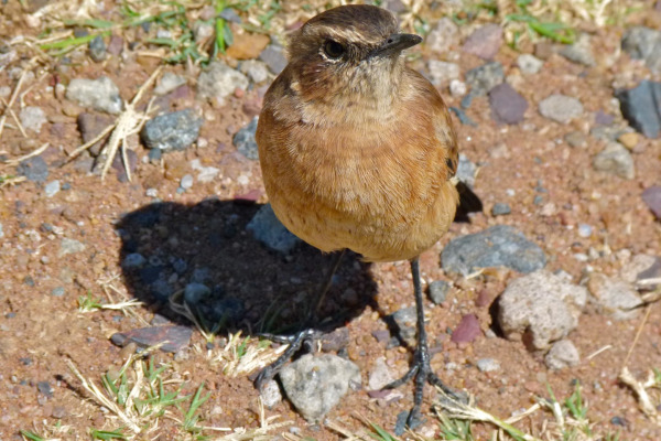 Rufous-naped Lark