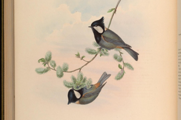 Rufous-naped Tit