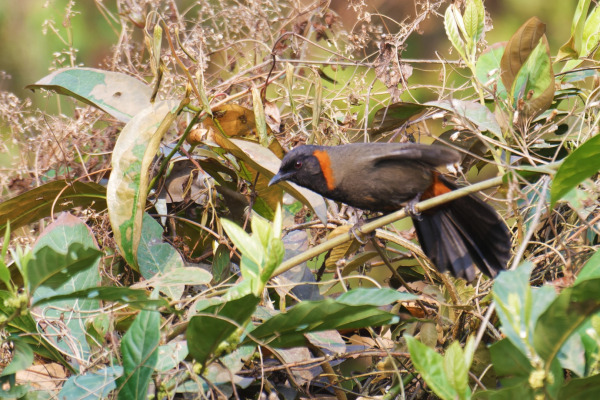 Rufous-necked hornbill