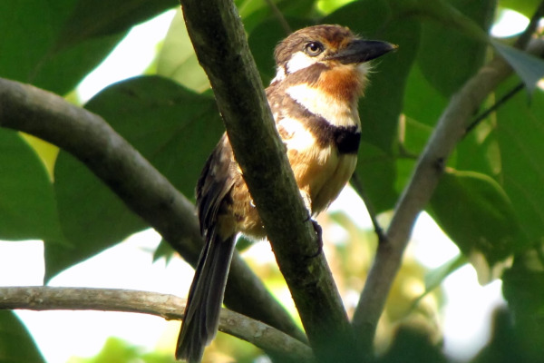 Rufous-necked Puffbird