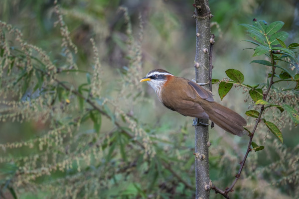 Rufous-necked scimitar babbler