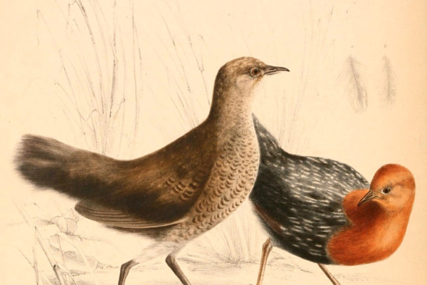 Rufous-necked Spurfowl