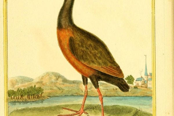 Rufous-necked Wood-Rail