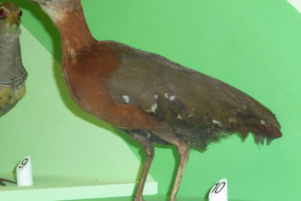 Rufous-necked Wood-Rail