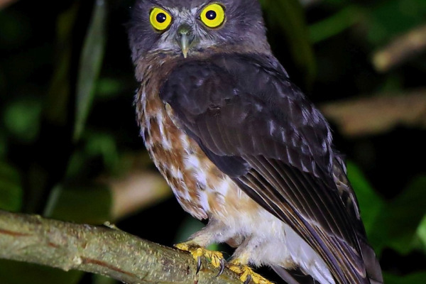 Rufous Owl