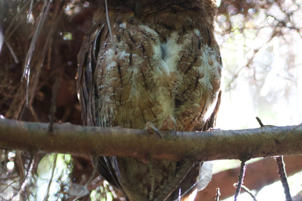 Rufous Owl