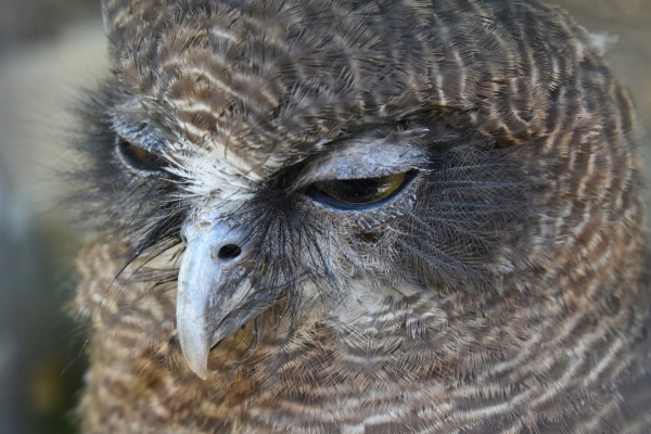 Rufous Owl