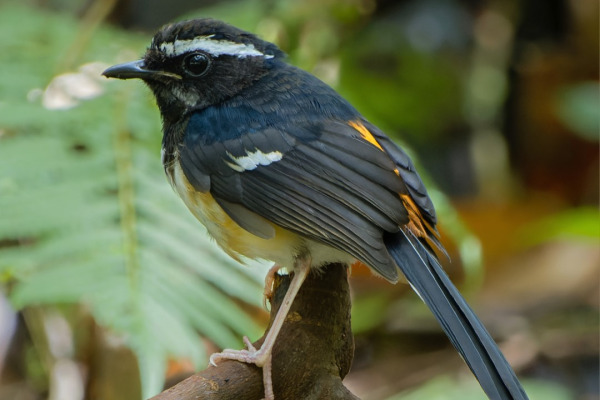 Rufous Paradise Flycatcher