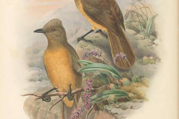 Rufous Pitohui