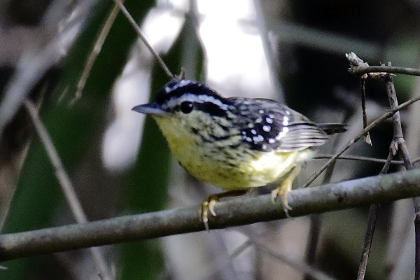 Rufous-rumped Antwren