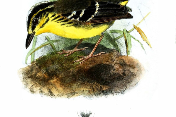 Rufous-rumped Antwren