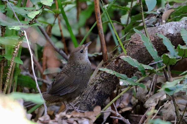 Rufous Scrub-bird