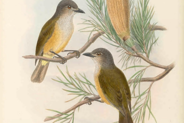 Rufous Shrike-thrush