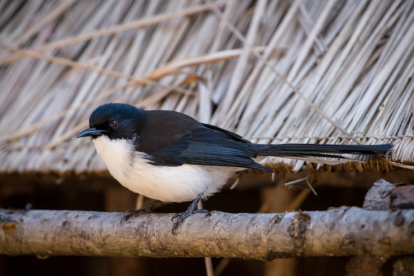 Rufous Sibia