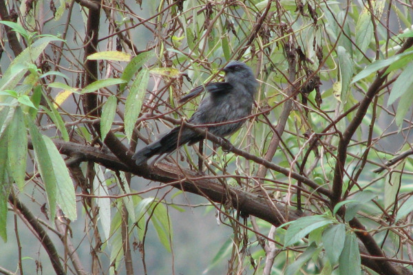 Rufous Sibia