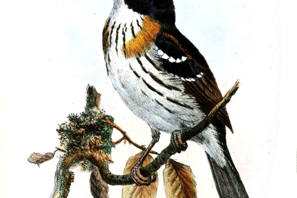 Rufous-sided Broadbill